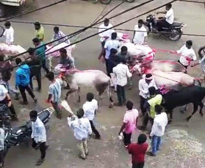 आटपाडीत लाडक्या सर्जा-राजाच्या पुढे शेतकरी बेधुंद होऊन नाचले